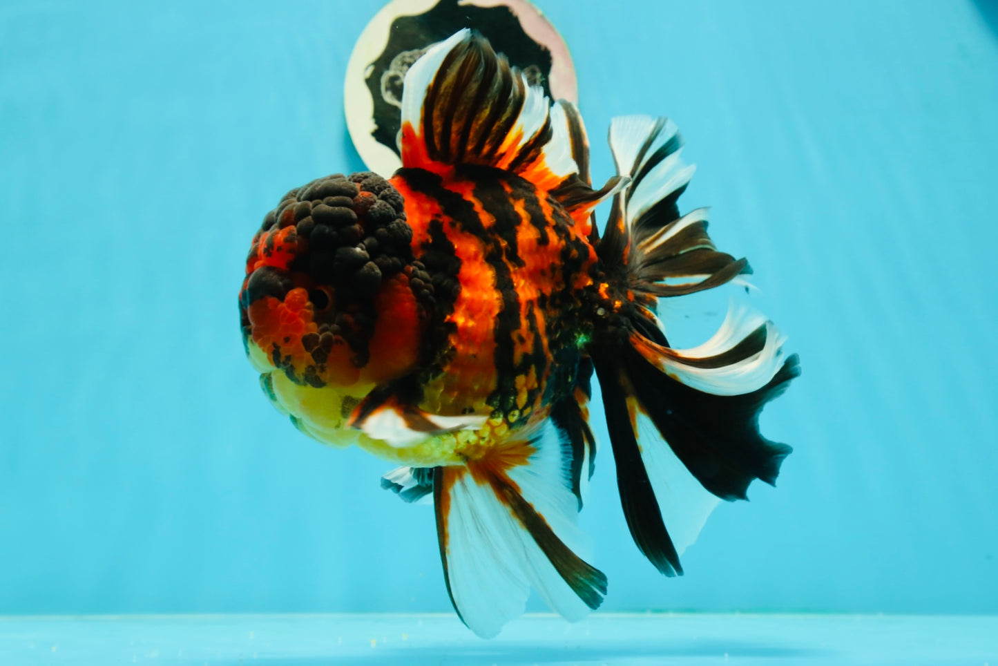 JUMBO MONSTER AAA Grade Tiger Oranda Butterfly Tail Male 6.5-7 inches #1011OR_01