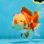 SHOW GRADE Won Runner 2nd Red White Oranda Male 5.5 inches Trophy Included #062025OR_01