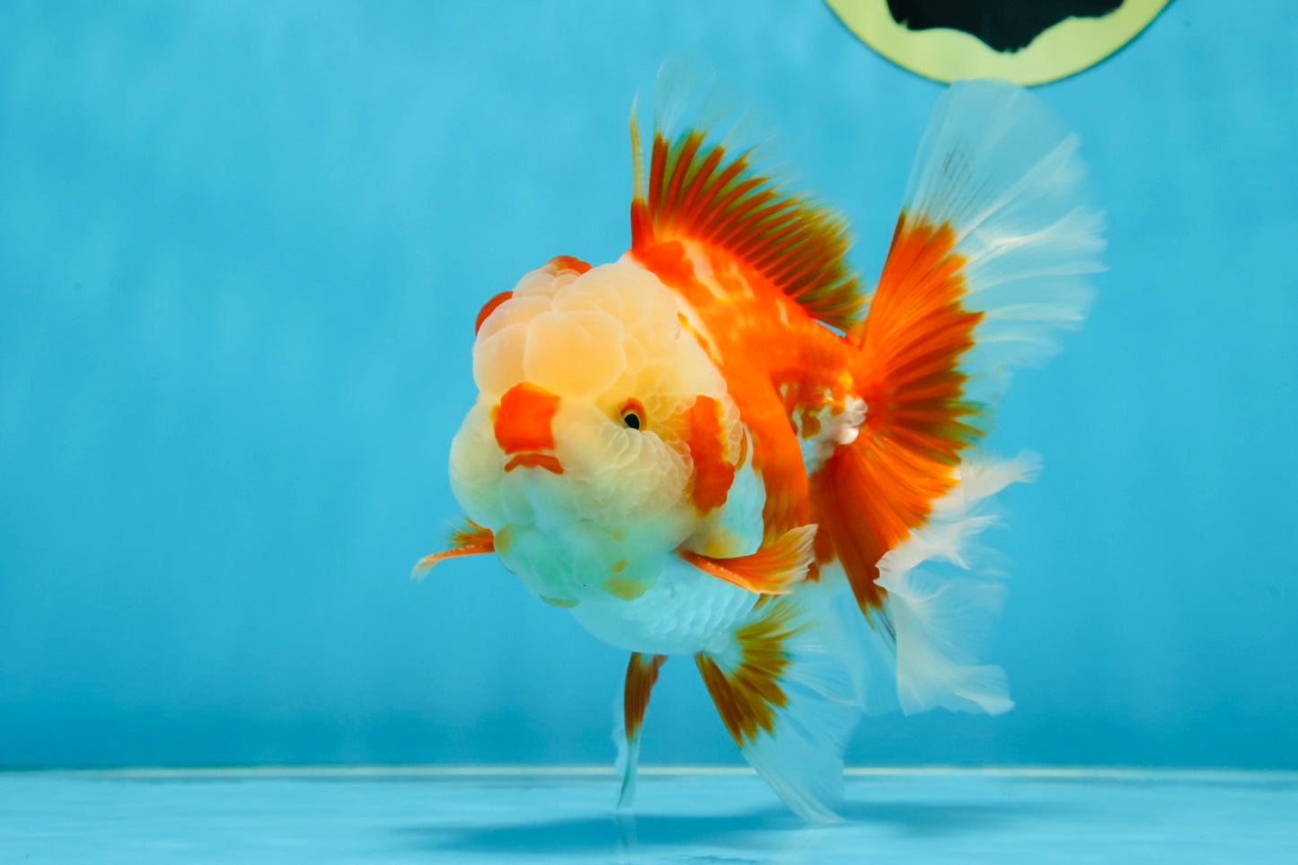 SHOW GRADE Won Runner 2nd Red White Oranda Male 5.5 inches Trophy Included #062025OR_01