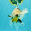 UNIQUE A Grade Calico Oranda Male 6.5 inches #082826OR_06