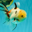 A Grade Sakura Oranda Male 6 inches #071726OR_22