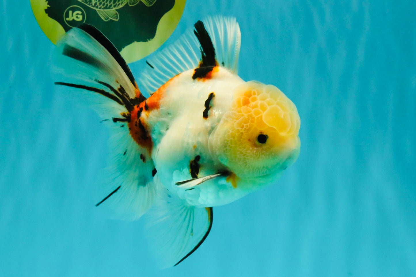 A Grade Sakura Oranda Male 6 inches #071726OR_22