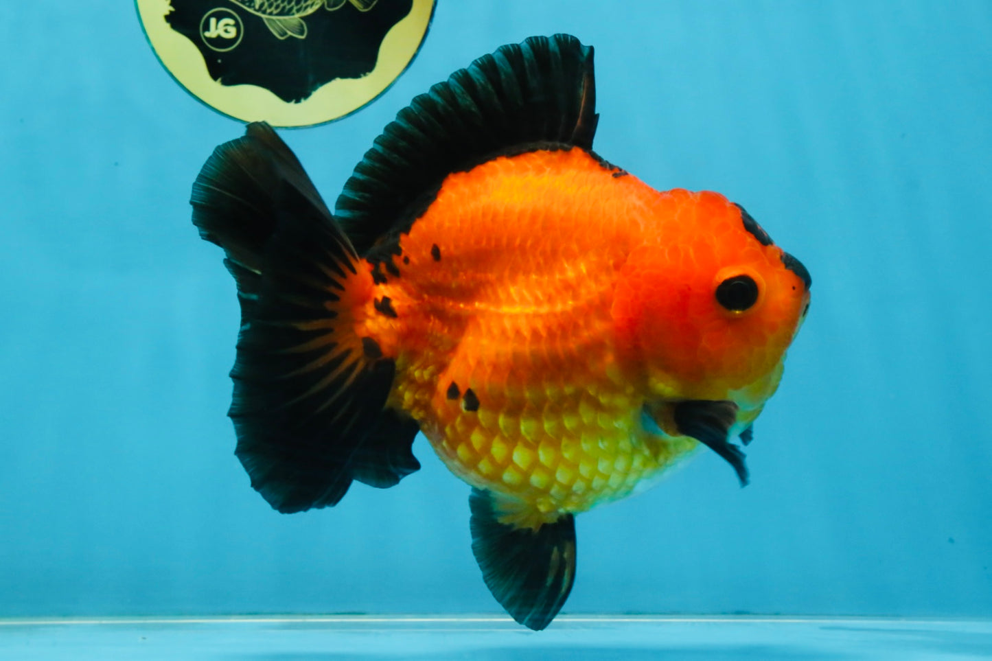 CHONKY A Grade Apache Yuanbao Female 5.5 inches #112825YB_17