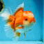 A Grade Jade Head Red White Oranda Female 6 inches #091225OR_13