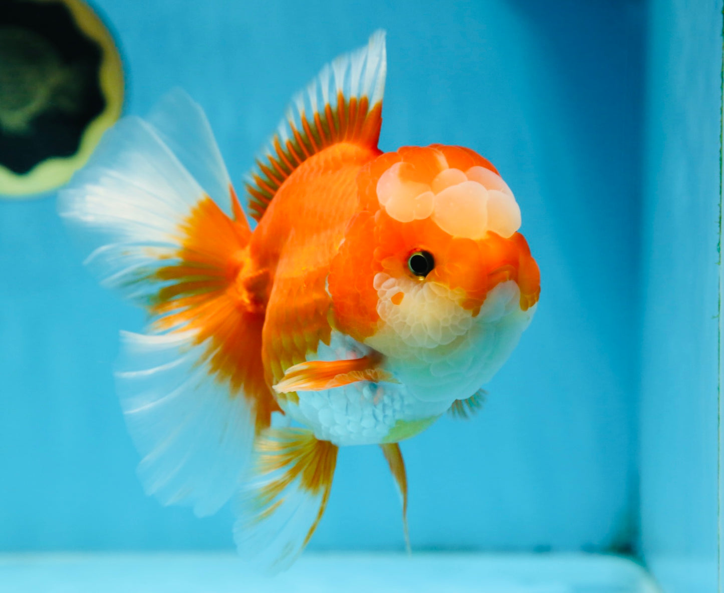 A Grade Jade Head Red White Oranda Female 6 inches #091225OR_13