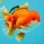 MARIO AAA Grade Red White Oranda Male 5.5 inches #030626OR_20