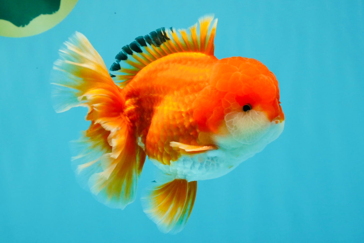 MARIO AAA Grade Red White Oranda Male 5.5 inches #030626OR_20