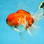 AAA Grade Young Godzilla Sakura Oranda Male 6-6.5 inches #081525OR_08