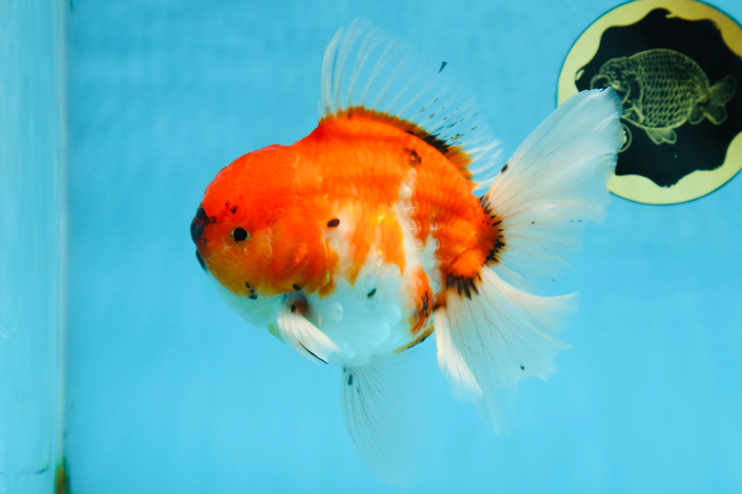 AAA Grade Young Godzilla Sakura Oranda Male 6-6.5 inches #081525OR_08