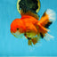 AAA Grade CHONKY Red White Oranda Male 5-5.5 inches #062025OR_16