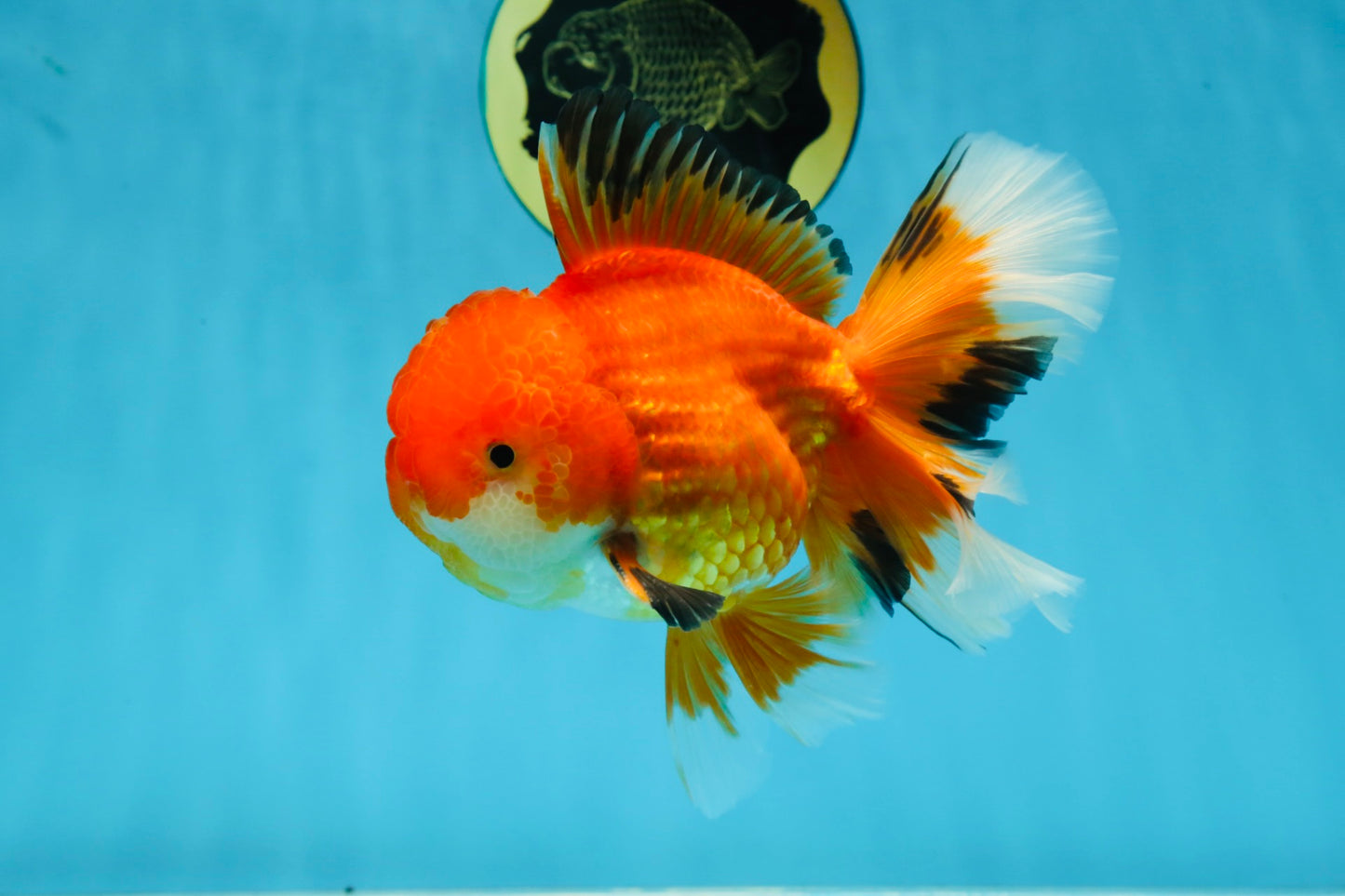 AAA Grade CHONKY Red White Oranda Male 5-5.5 inches #062025OR_16
