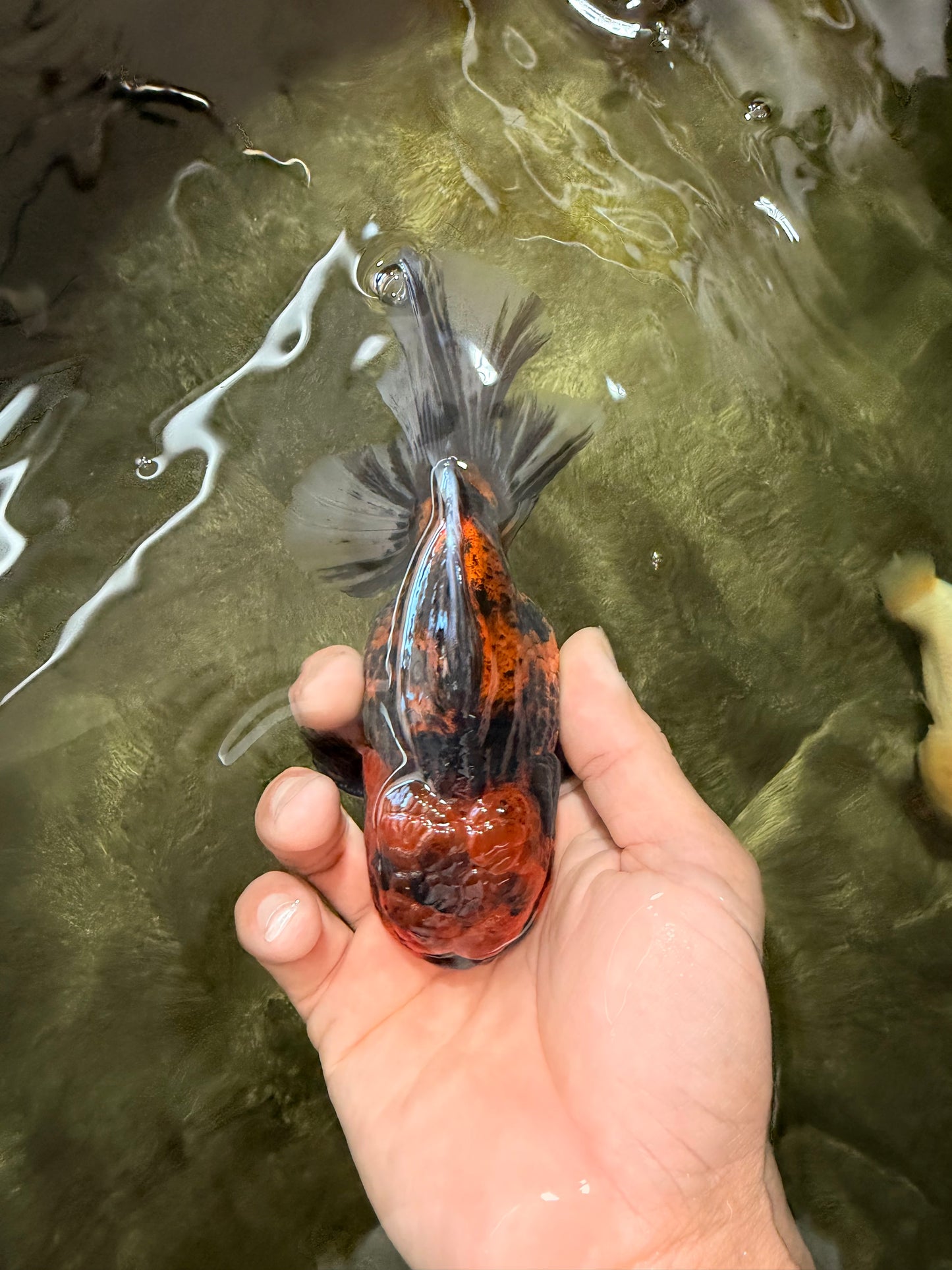 CHUNKY AAA Grade Tiger Oranda Male 5.5 inches #082826OR_07