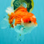 CHUBBY AAA Grade Red White Yuanbao Male 5.5 inches #050826YB_07