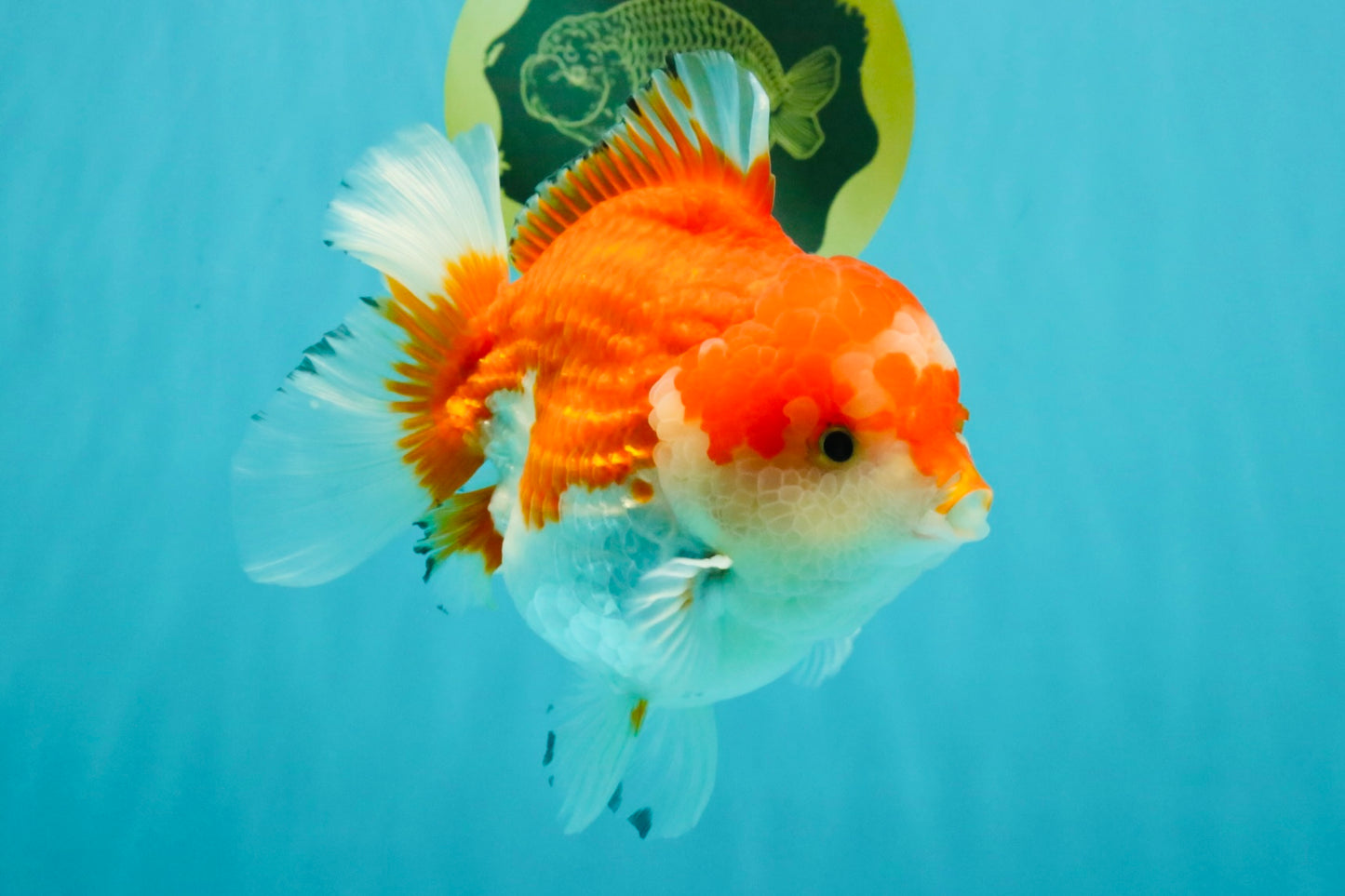 CHUBBY AAA Grade Red White Yuanbao Male 5.5 inches #050826YB_07