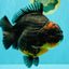 SHOW GRADE Red Head Kirin Yuanbao Female 6.5 inches #070326YB_01