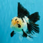 Panda Oranda Male 5.5-6 inches #032726OR_13