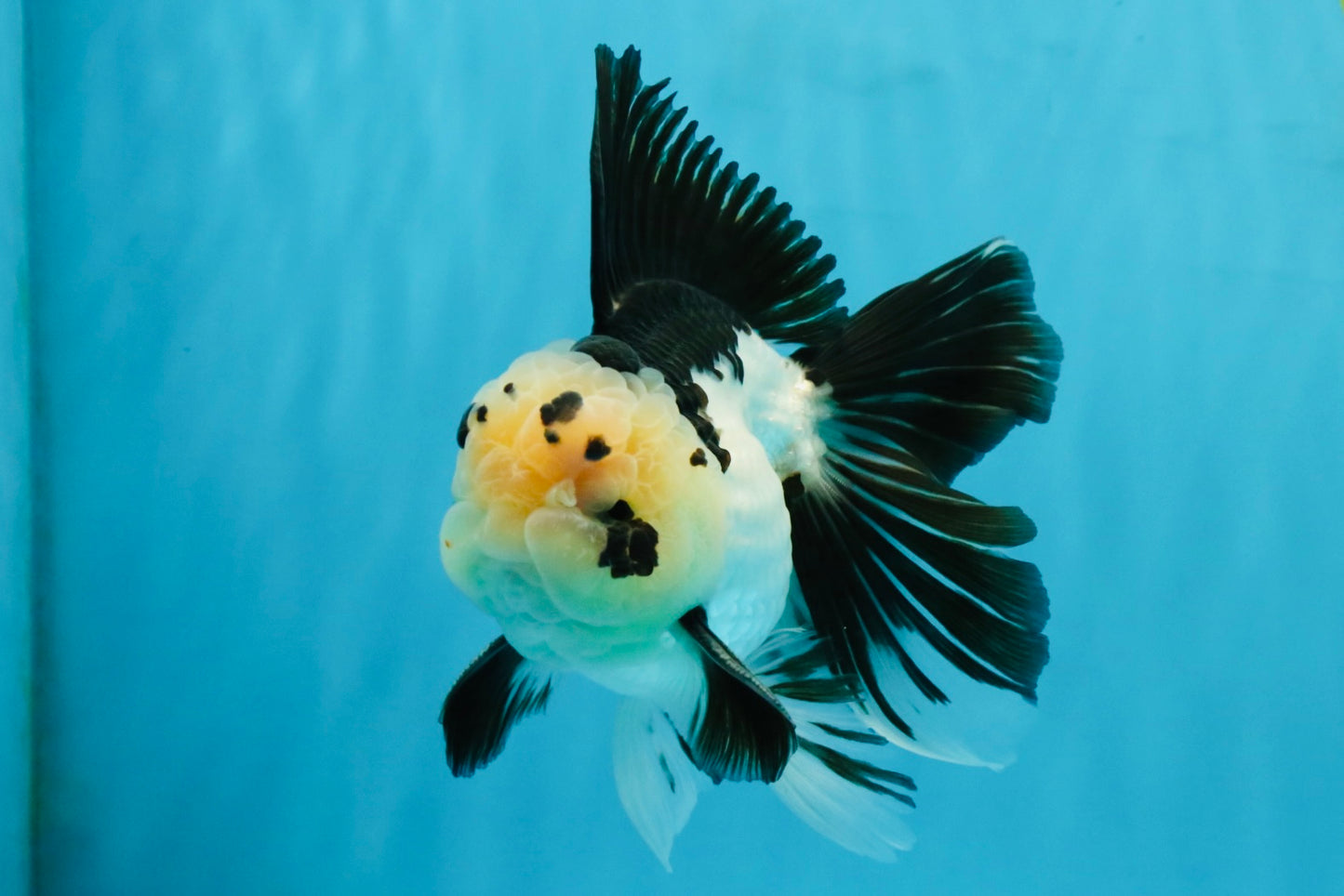 Panda Oranda Male 5.5-6 inches #032726OR_13
