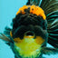 AAA Grade Apache Lava Head Oranda Female 5 inches #111524OR_16