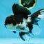 ELVIS PRESLEY A Grade Panda Oranda Male  5.5 inches #082225OR_18
