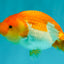 Red White Lionchu Female 4.5 inches #081426LC_14