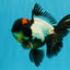 BATMAN AAA Grade Tricolor Oranda Male 5.5 inches #022026OR_09