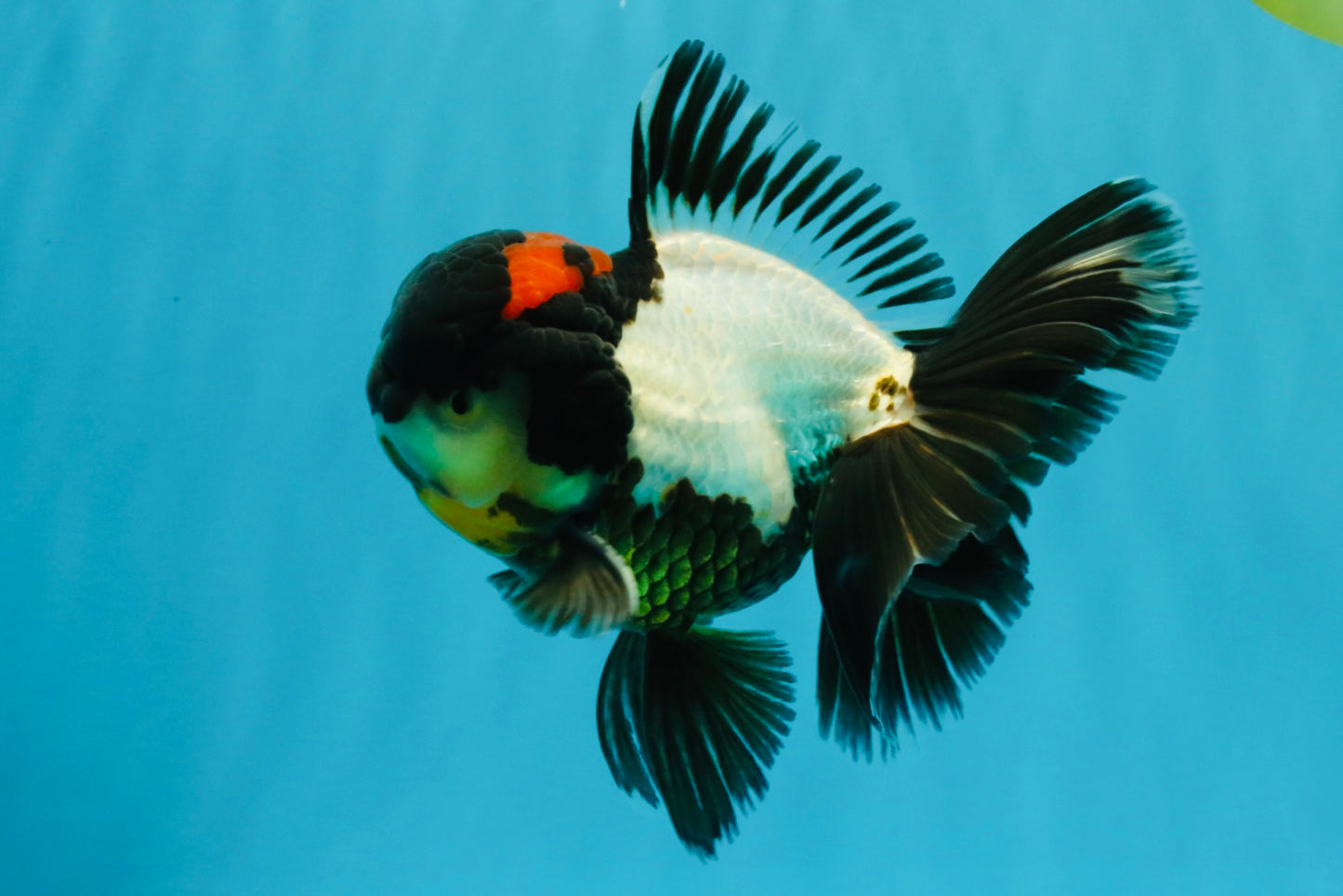 BATMAN AAA Grade Tricolor Oranda Male 5.5 inches #022026OR_09