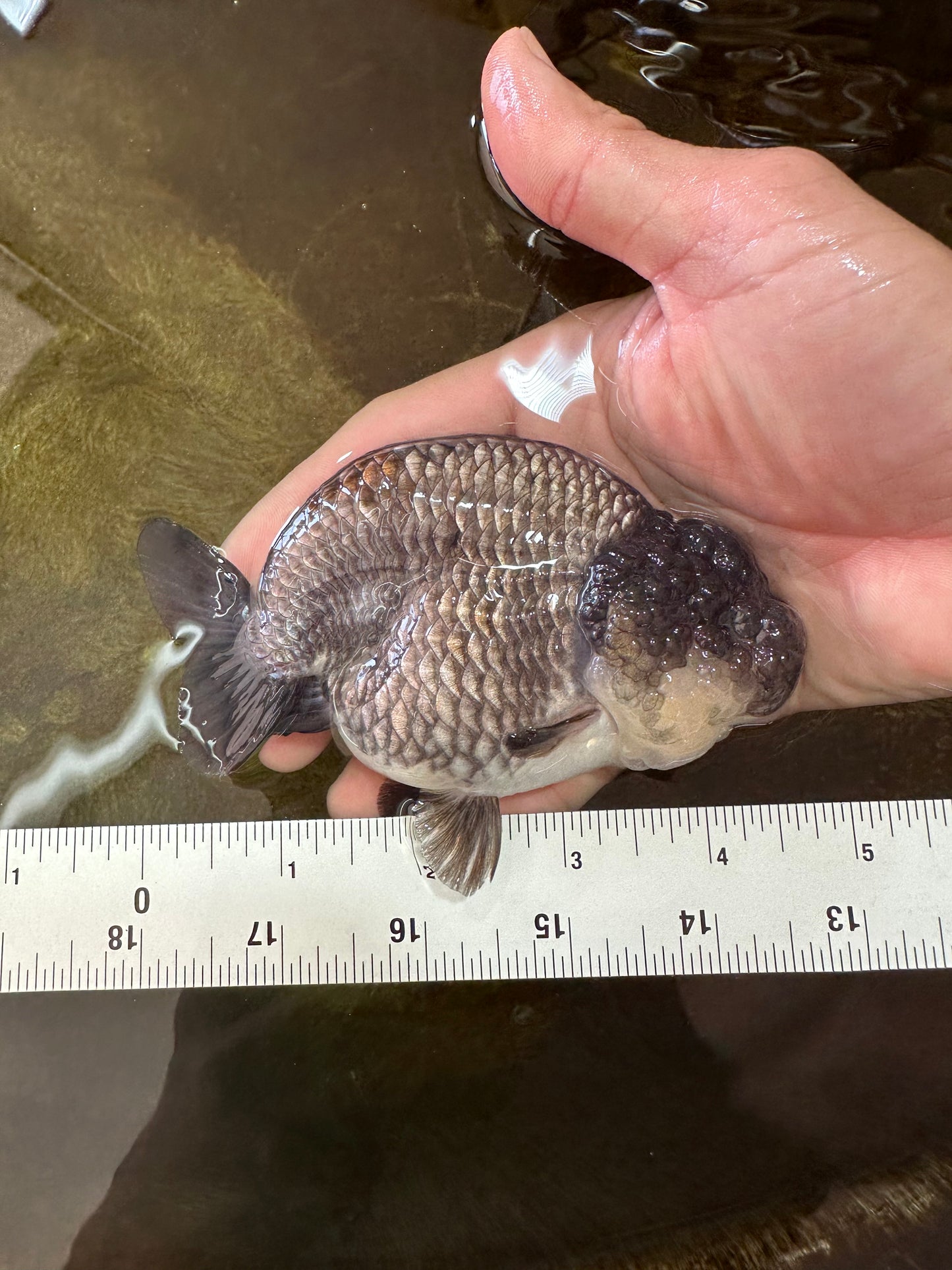 A Grade RARE Blue LionQueen 4.5 inches #062025LC_12