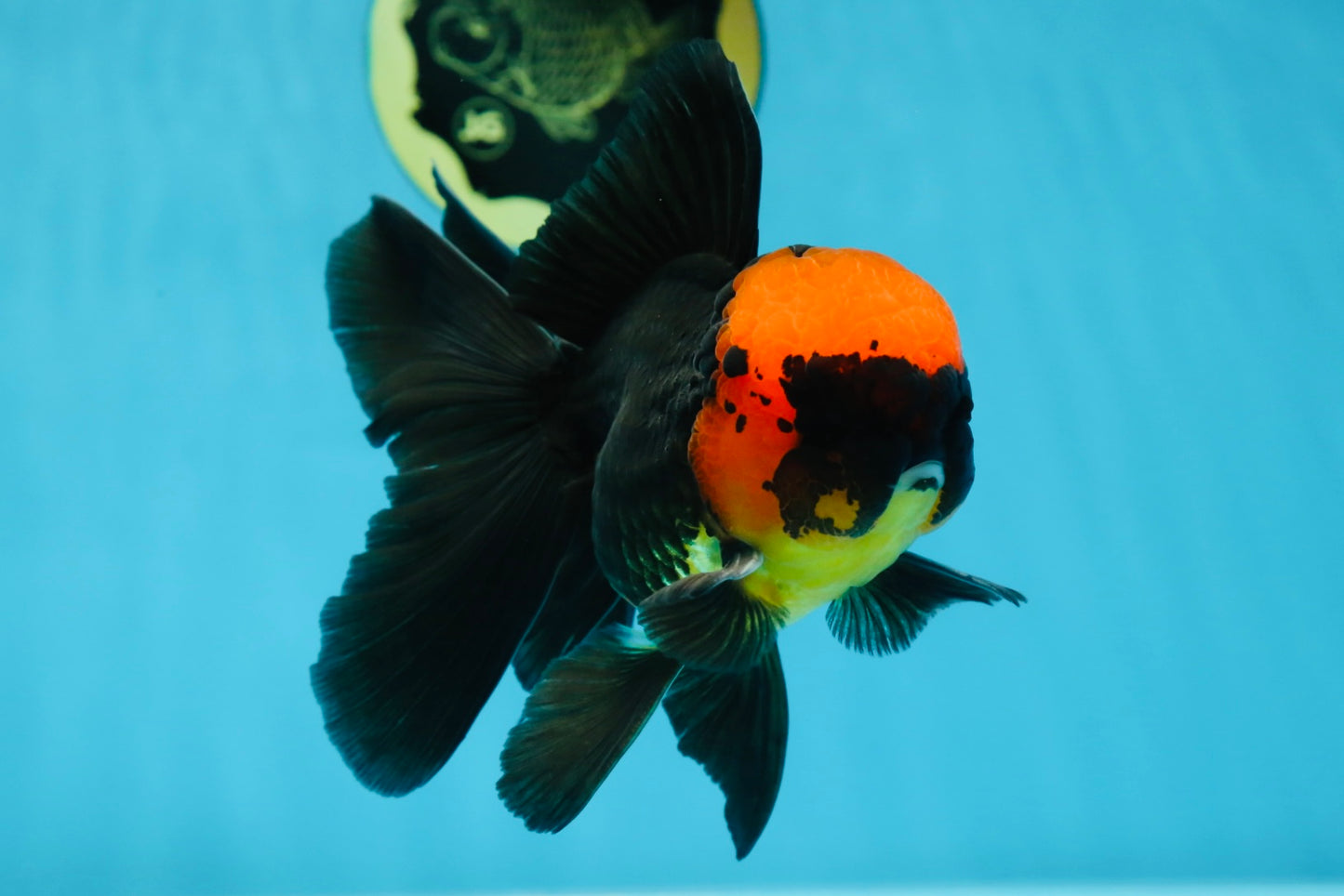 AAA Grade Batman Apache Oranda Male  5 inches #053025OR_16