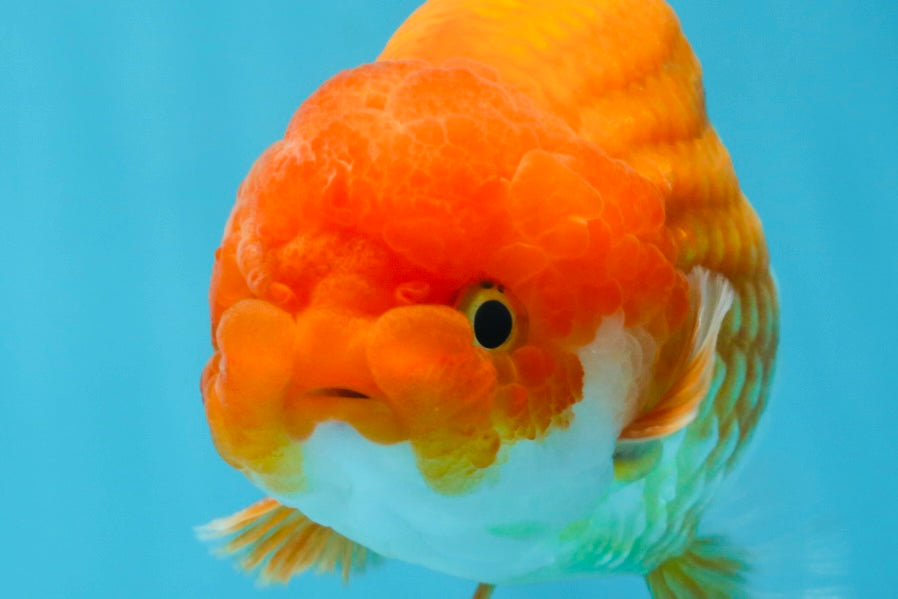 A Grade Red White LionKing 5.5 inches #091925LC_22