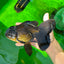 A Grade Big Size Black Oranda Female 7-7.5 inches #0706OR_10