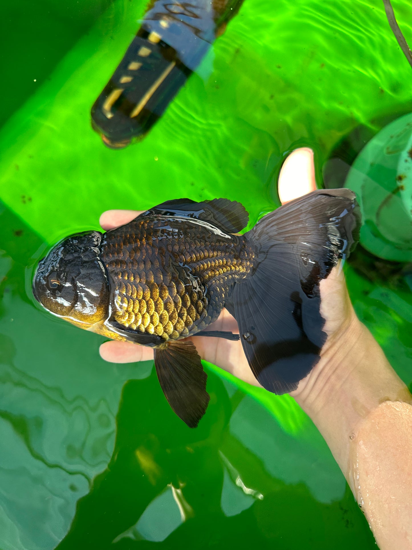 Femelle Oranda noire de grande taille de catégorie A 7 à 7,5 pouces #0706OR_10