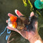 A Grade Lava Head Tricolor Oranda Male 5.5-6 inches #110124OR_18