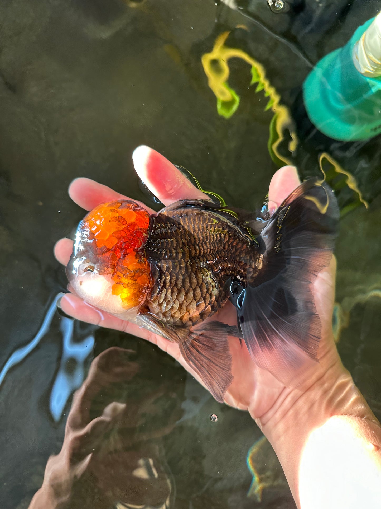 A Grade Lava Head Tricolor Oranda Male 5.5-6 inches #110124OR_18