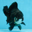 BATMAN A Grade Tricolor Yuanbao Male 5 inches #110725YB_08
