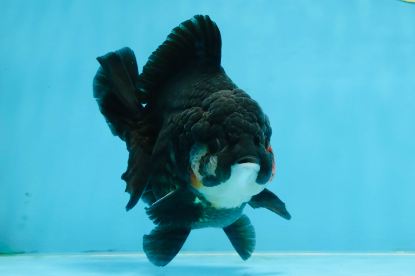 BATMAN A Grade Tricolor Yuanbao Male 5 inches #110725YB_08