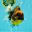 A Grade Tiger Oranda Female 7-7.5 inches #071026OR_04