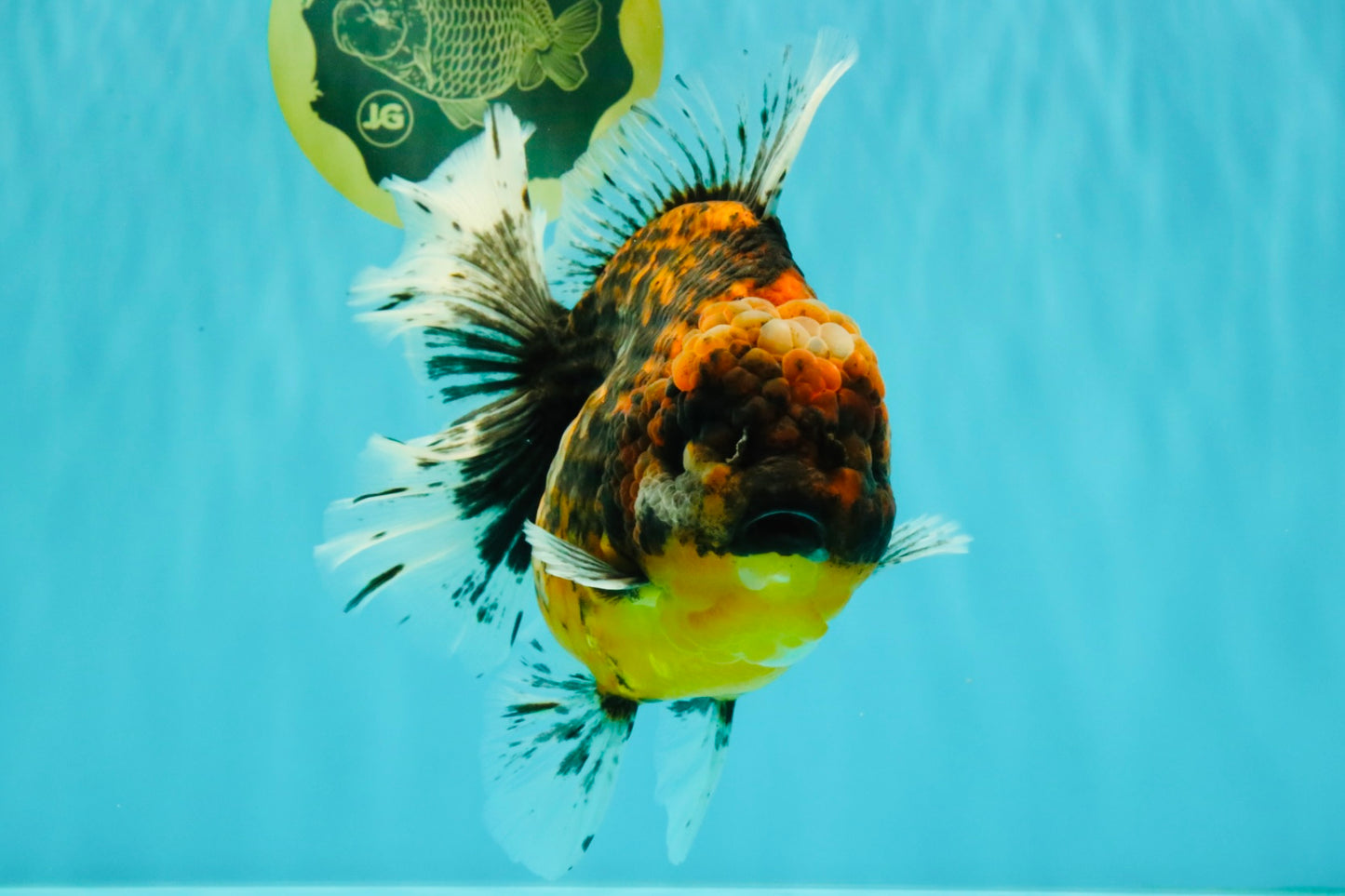 A Grade Tiger Oranda Female 7-7.5 inches #071026OR_04
