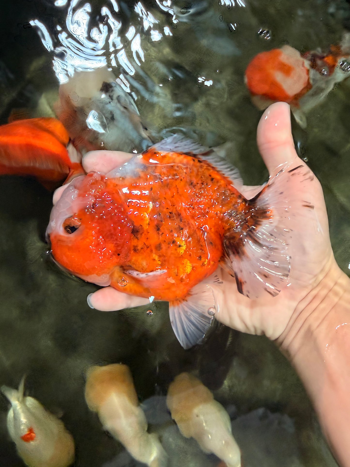 UNIQUE A Grade Sakura Oranda Male 5.5-6  inches #042426OR_14