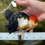 Fluffy Tail A Grade Tricolor Oranda Female 5-5.5 inches #042525OR_04