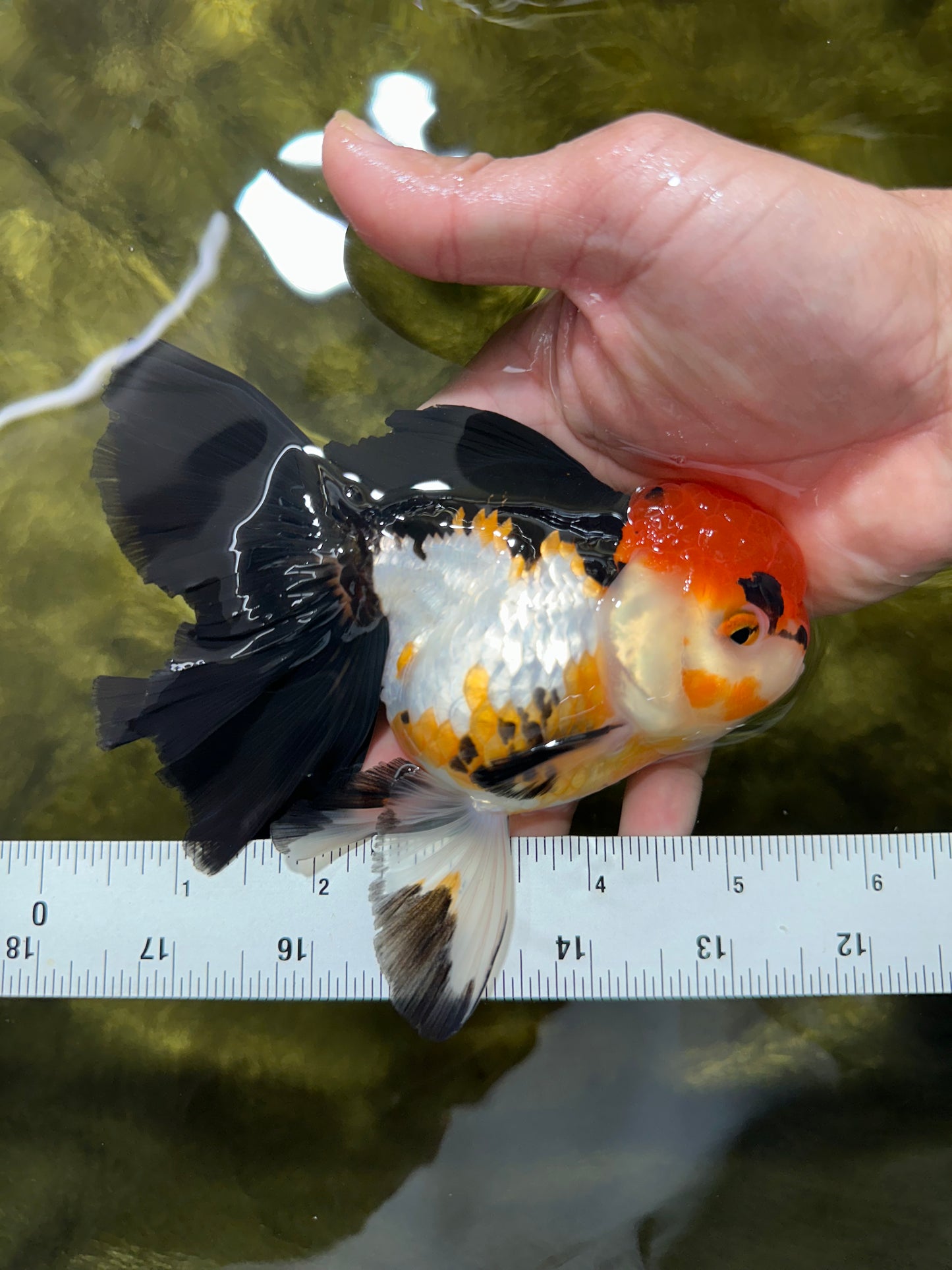Fluffy Tail A Grade Tricolor Oranda Female 5-5.5 inches #042525OR_04