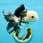 A Grade Panda Button Eyes Oranda Male 4.5-5 inches #120624OR_07