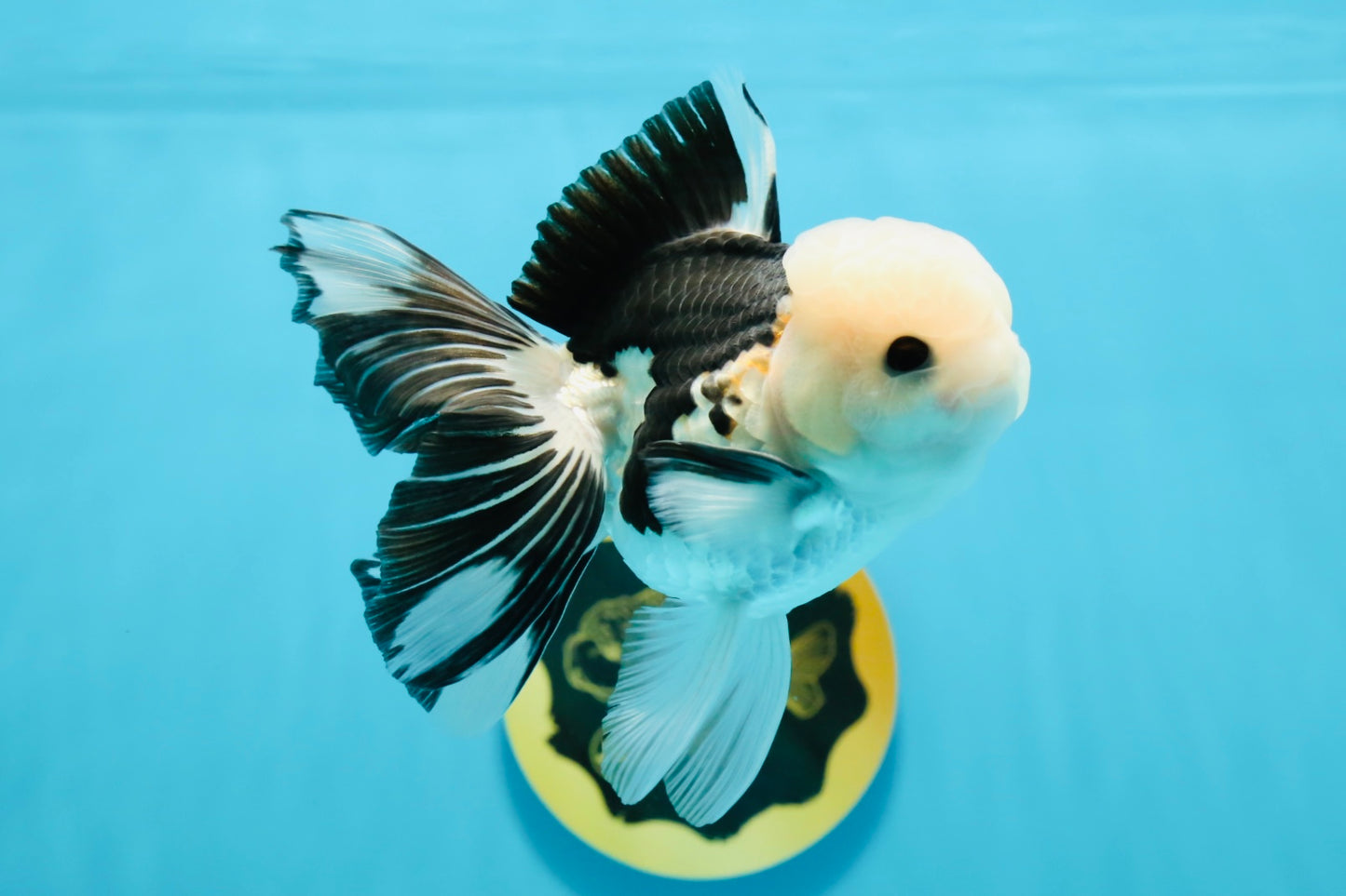 A Grade Panda Button Eyes Oranda Male 4.5-5 inches #120624OR_07