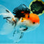 A Grade Tricolor Oranda Female 6-6.5 inches #071125OR_10