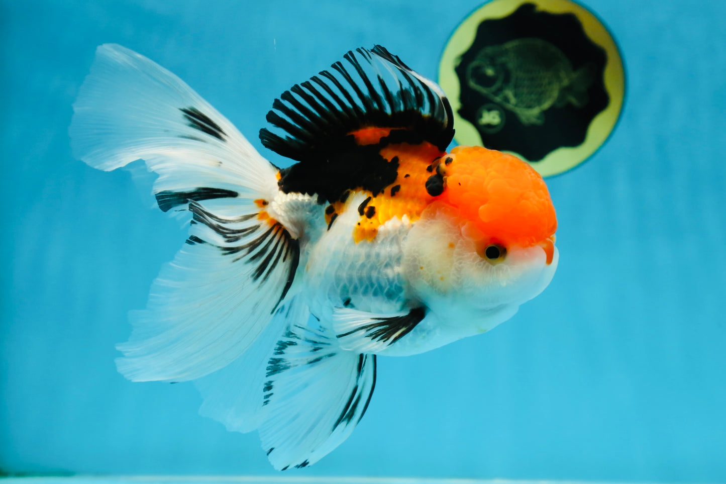 A Grade Tricolor Oranda Female 6-6.5 inches #071125OR_10