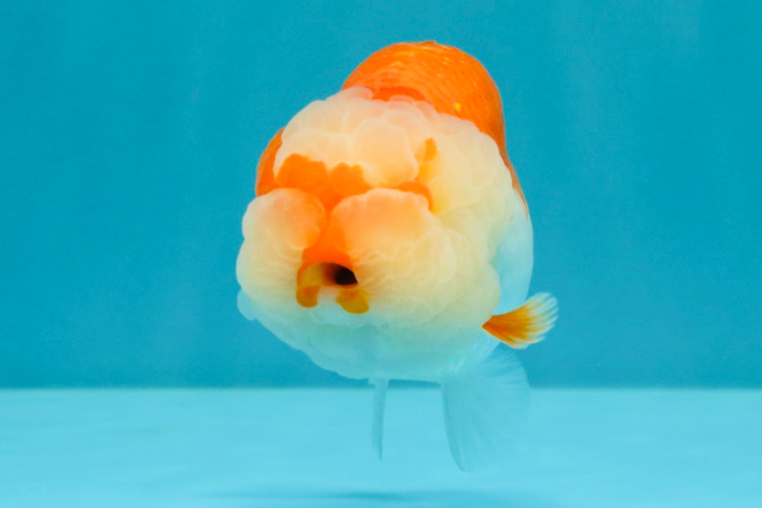 BIG WEN AAA Grade Red White LionQueen 4-4.5 inches #031326LC_06