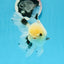 Panda macho de ojos de botón de grado A, oranda, 5 pulgadas, n.º 0920OR_25