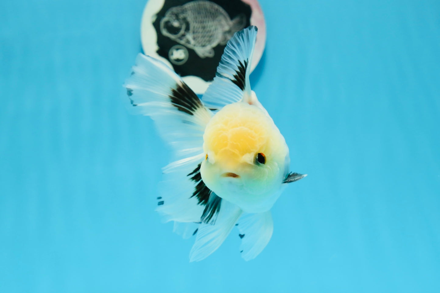 A Grade Panda Button Eyes Oranda Male 5 inches #0920OR_25