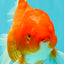 A Grade Red White Oranda Female 5.5-6 inches #101626OR_14