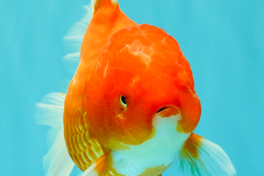 A Grade Red White Oranda Female 5.5-6 inches #101626OR_14