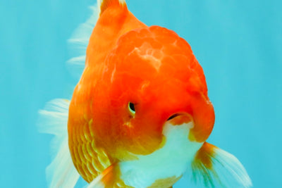A Grade Red White Oranda Female 5.5-6 inches #101626OR_14